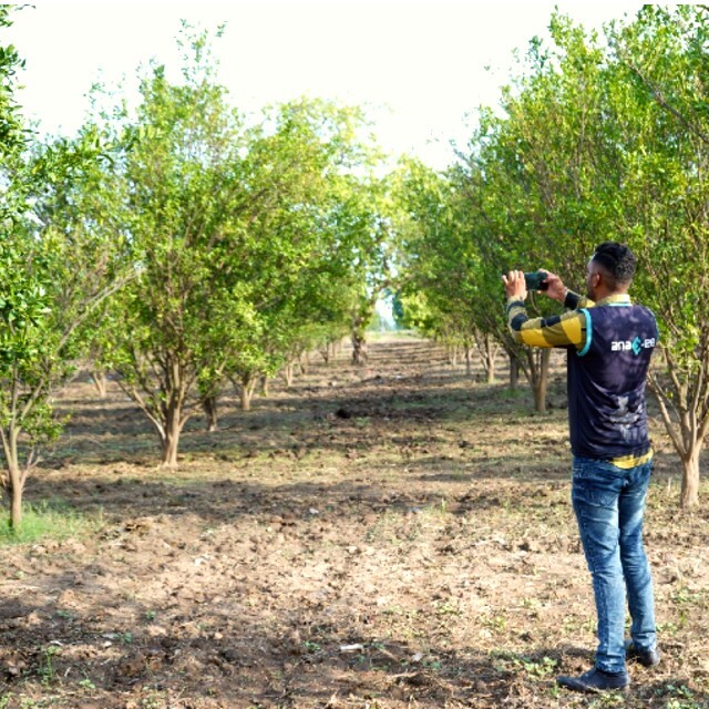 Anaxee Digital Runner capturing images and data in a mature agroforestry plot with rows of trees, enabling real-time monitoring and verification for carbon credit generation