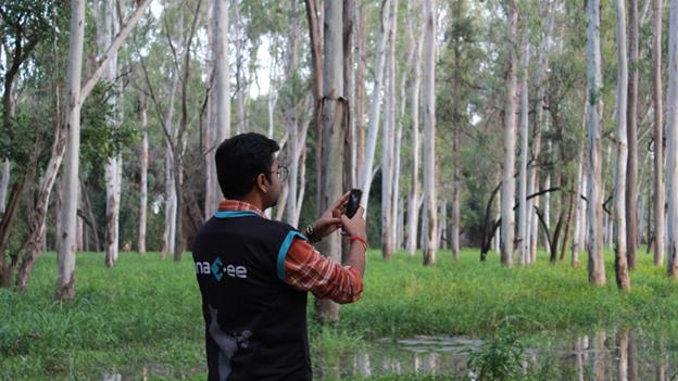 Anaxee representative capturing mobile data in a dense eucalyptus plantation, reflecting biodiversity and ecosystem restoration efforts aligned with nature-based carbon solutions.